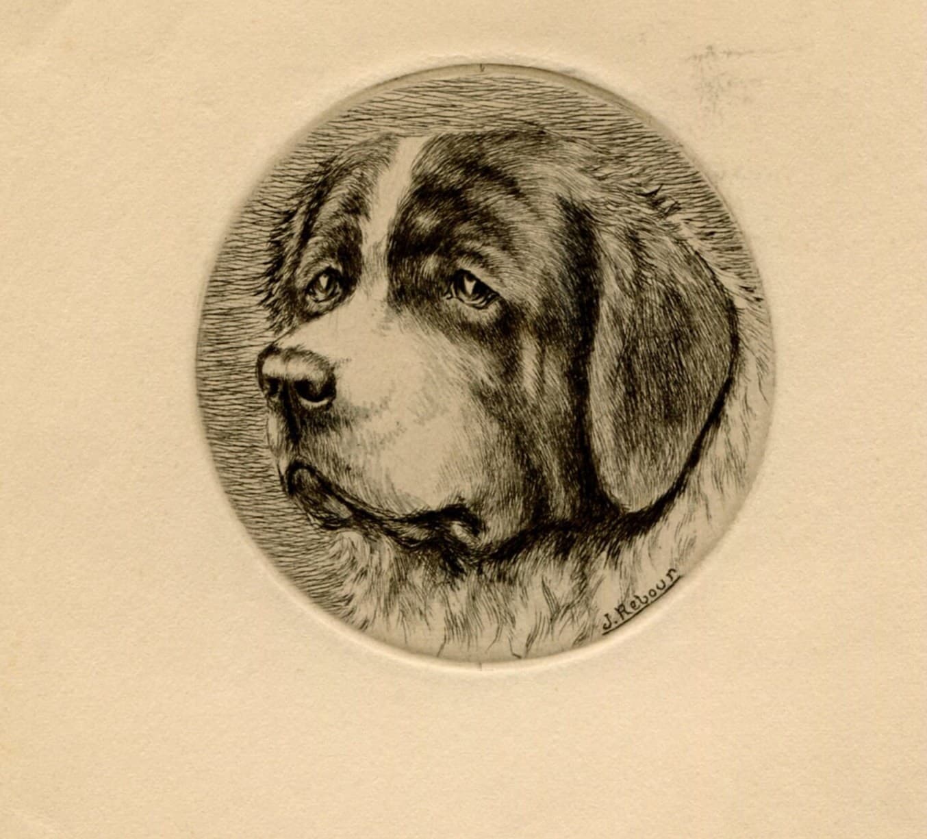 Antique Dog Portrait Illustration - St. Bernard Head Study - 19th Century Animal