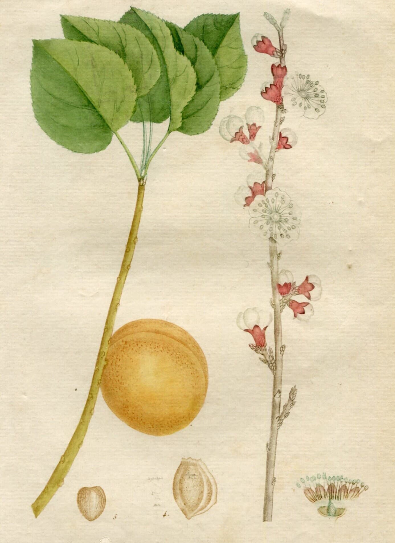 Antique Botanical Print - Apricot Tree Illustration, Floral Wall Art, Vintage image 1