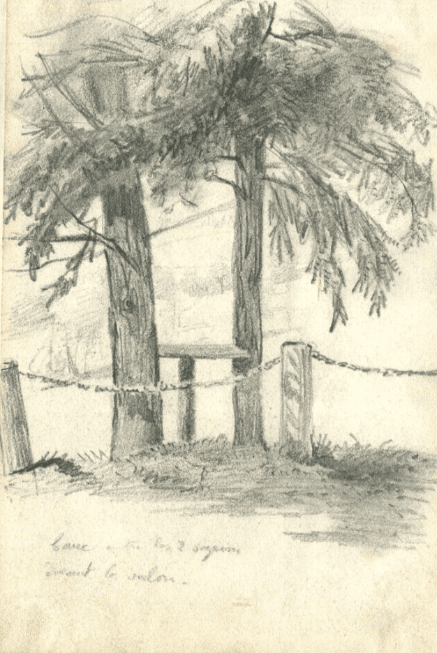 Vintage Pencil Original Drawing of Fir, Willow Trees x2