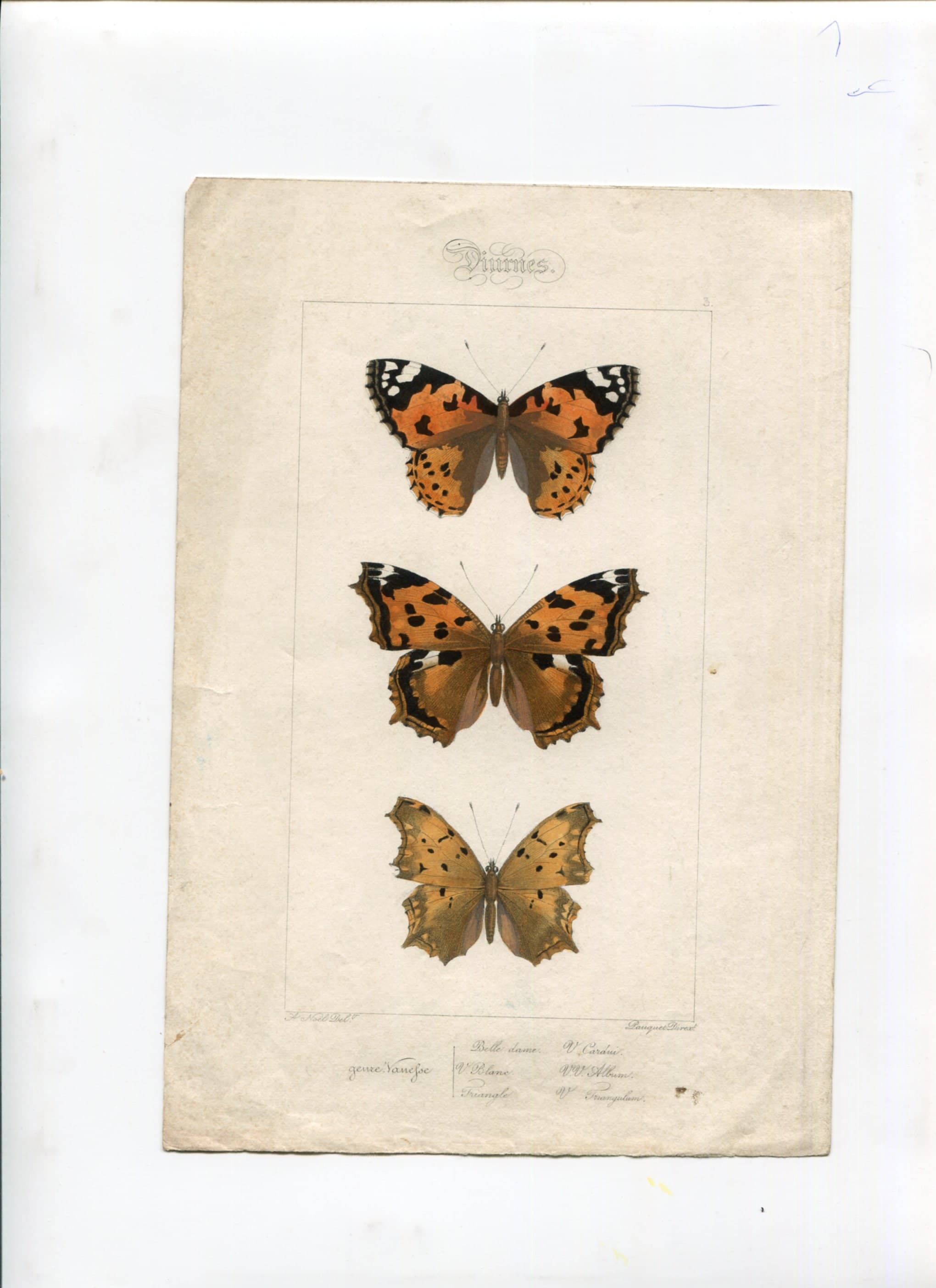 Antique Butterfly Illustration - Vintage Lepidoptera Art - 19th Century Natural image 2