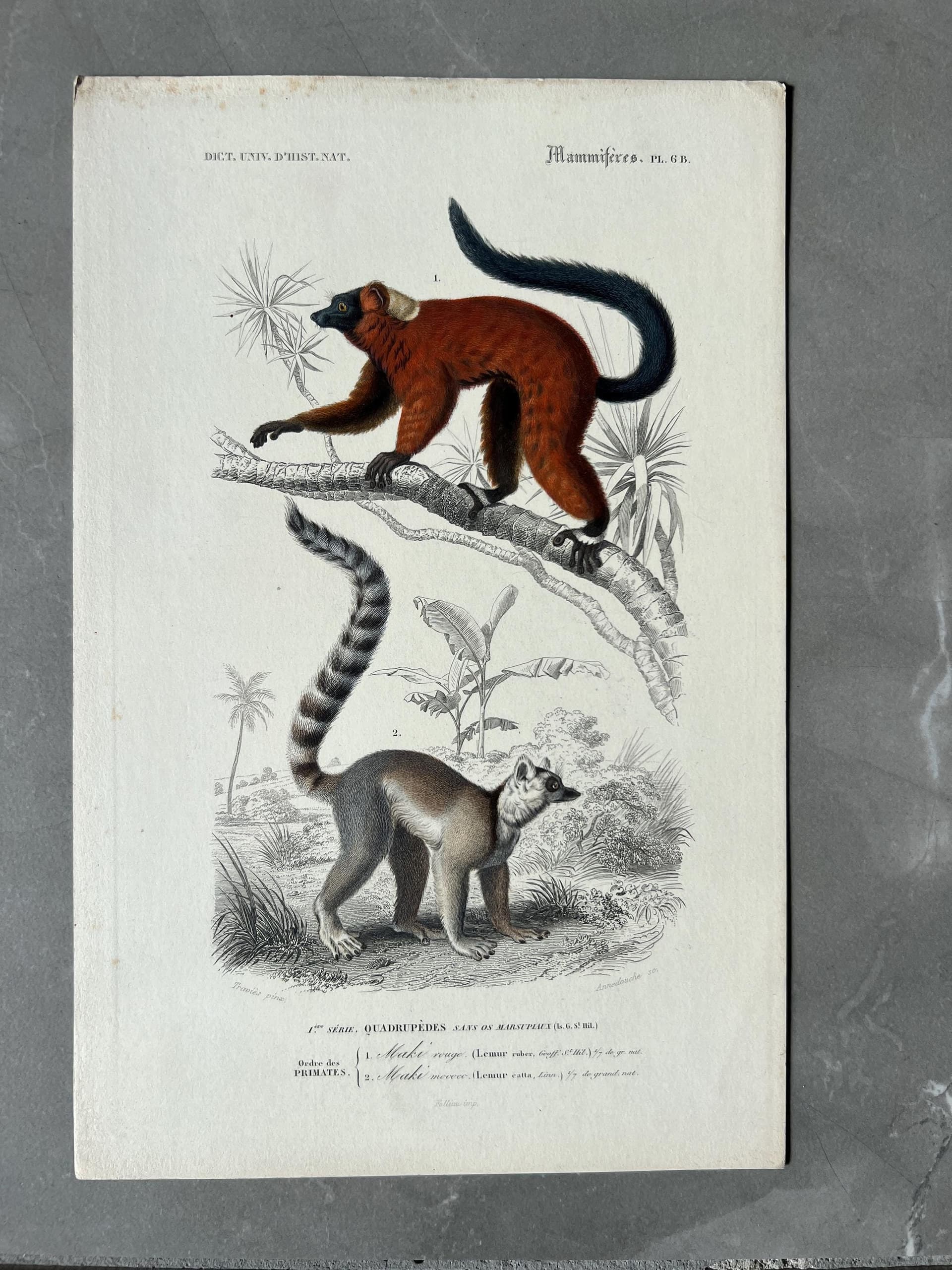 Antique Zoological Illustration of Lemurs (Lemuridae) by Edouard TRAVIES