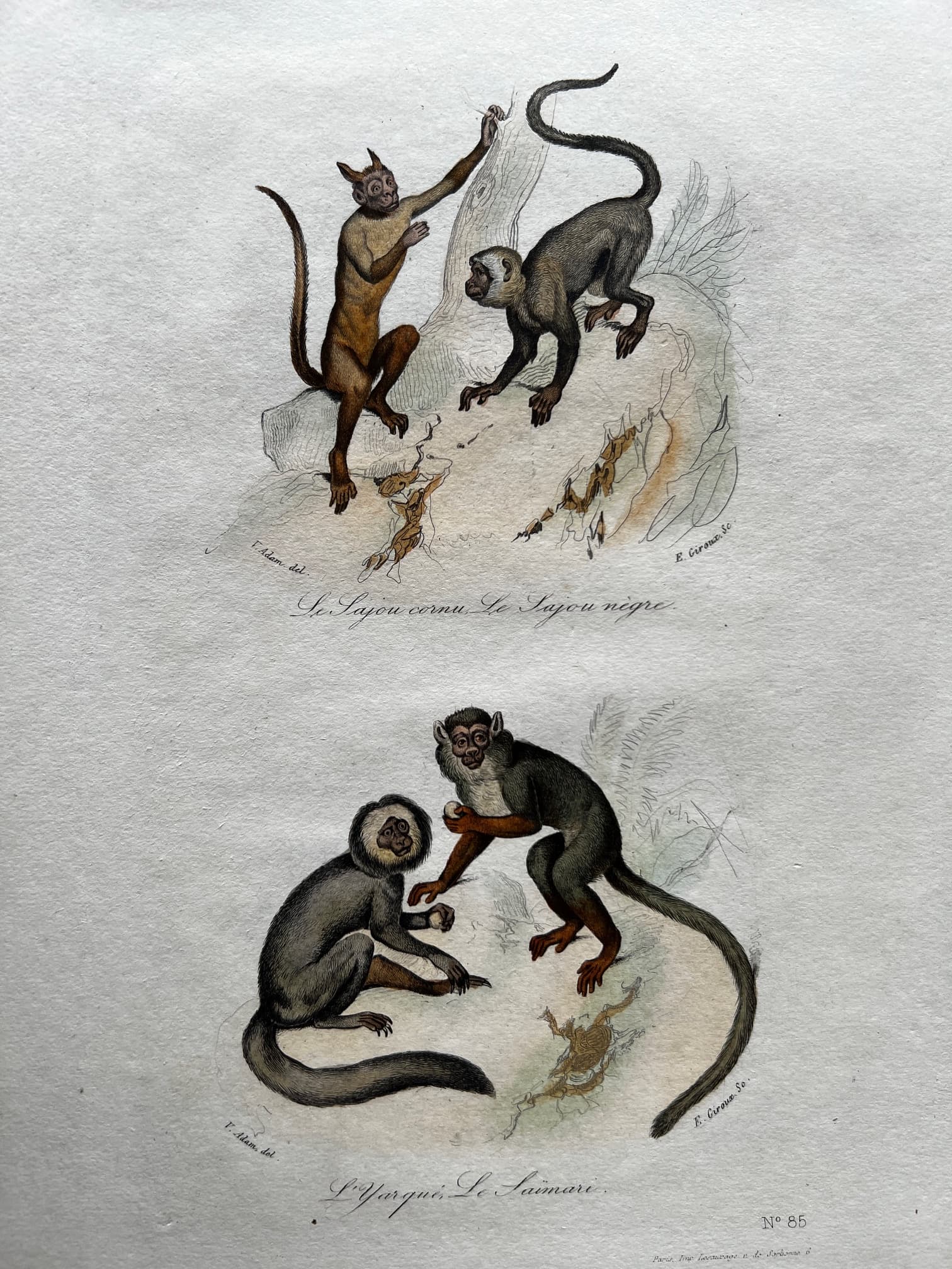 Antique Print Original Monkeys Playing