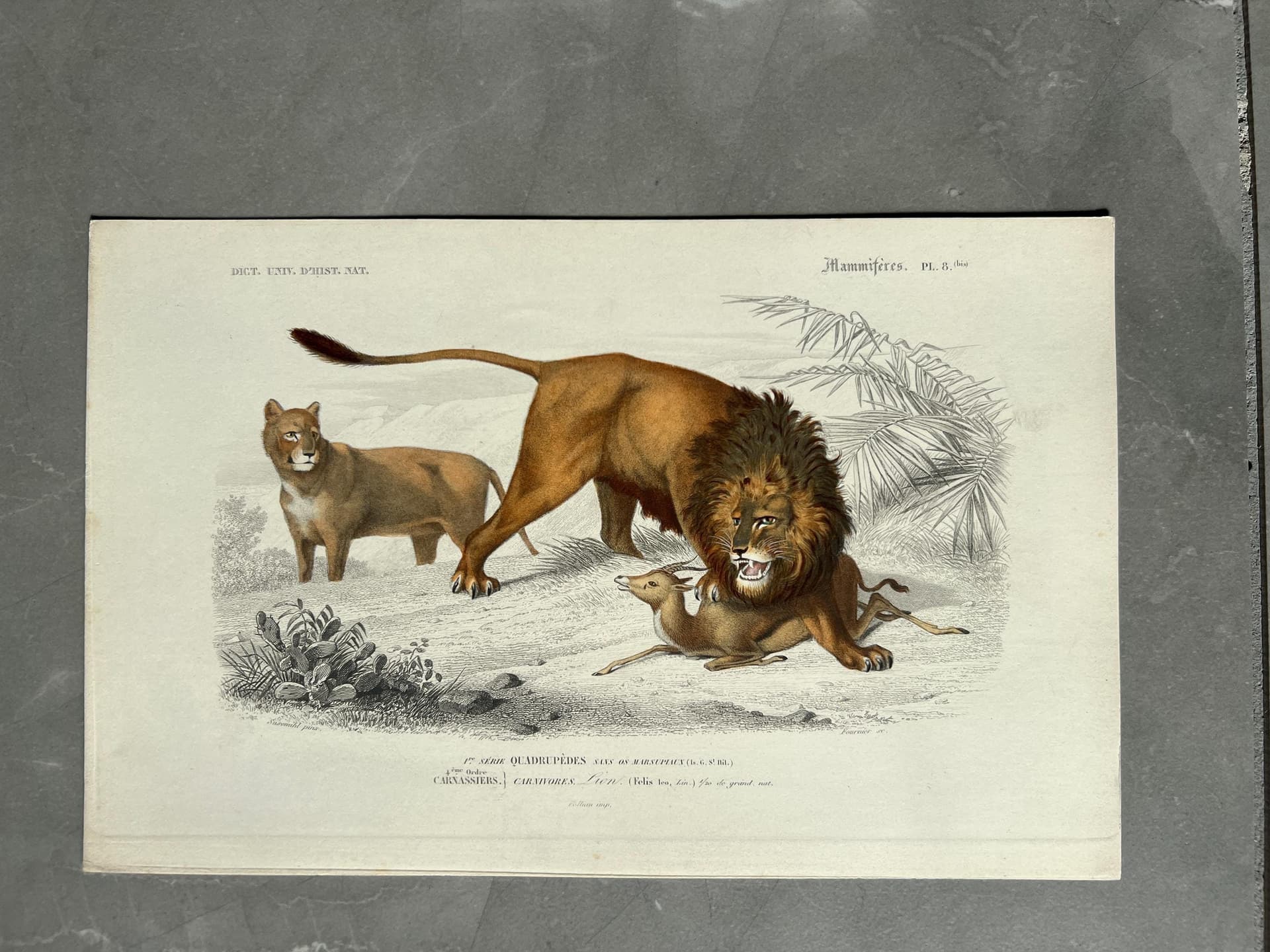 Antique 19th Century Lion Illustration - Wildlife Art by Edouard TRAVIES