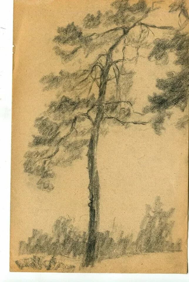 Vintage Pencil Original Drawing Tree, Vegetation, Landscape, Leaves Artwork image 6