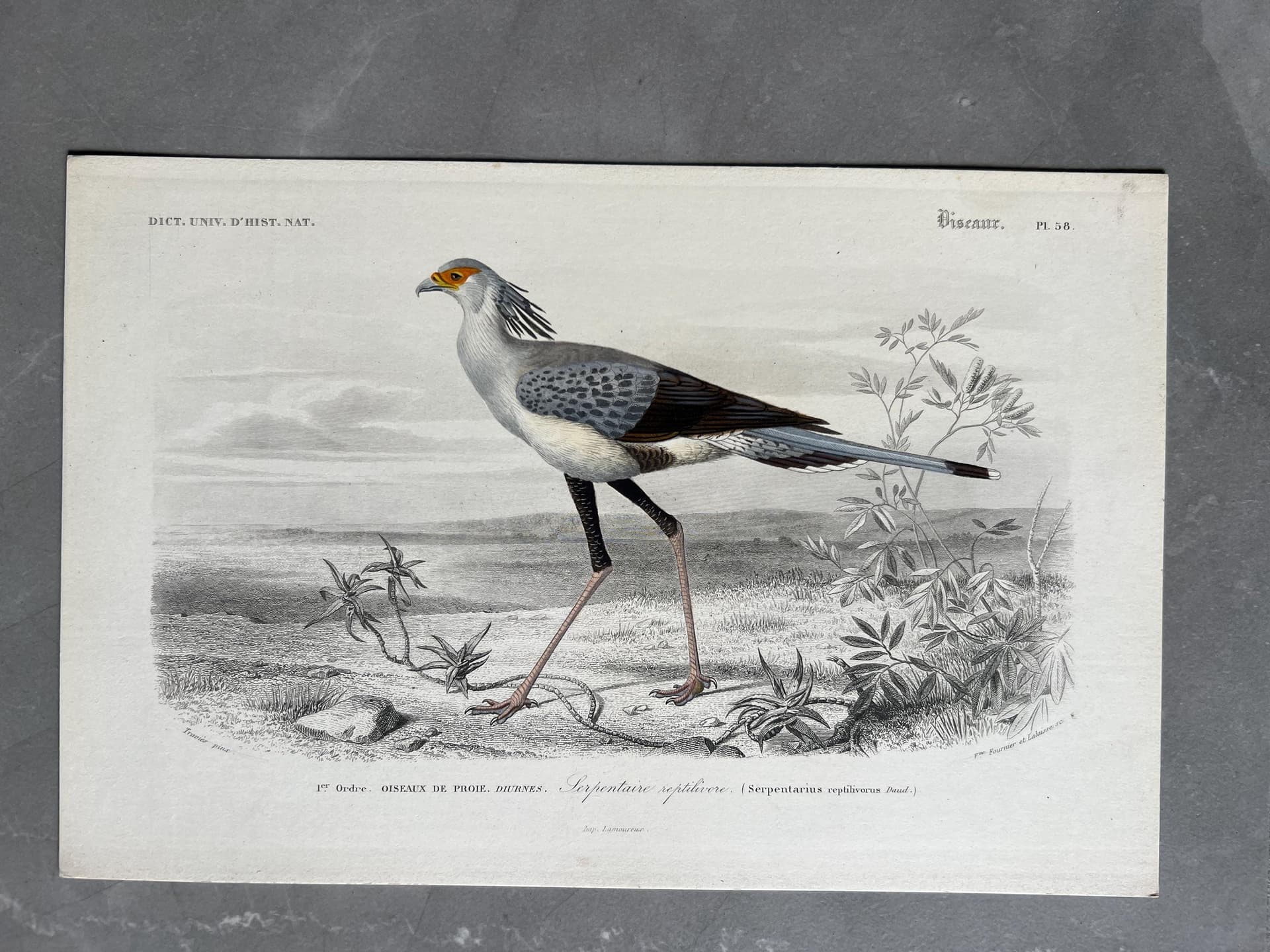 Antique Secretary Bird Illustration - Serpentarius Reptiliverus by Edouard