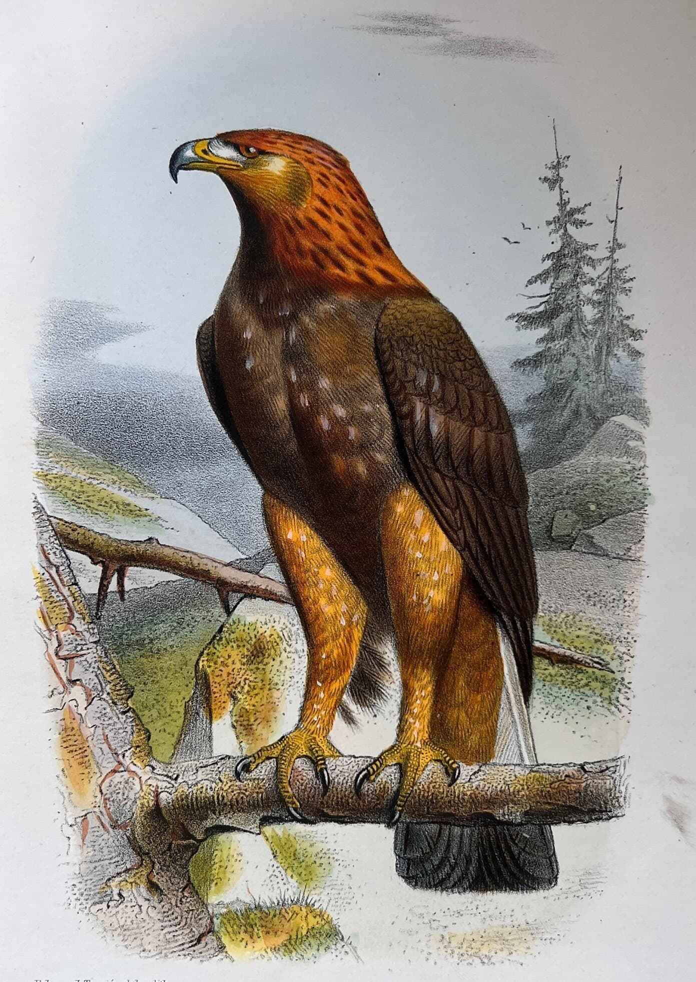 Vintage Illustration of the Golden Eagle (L'Aigle Royal) by Edouard TRAVIES