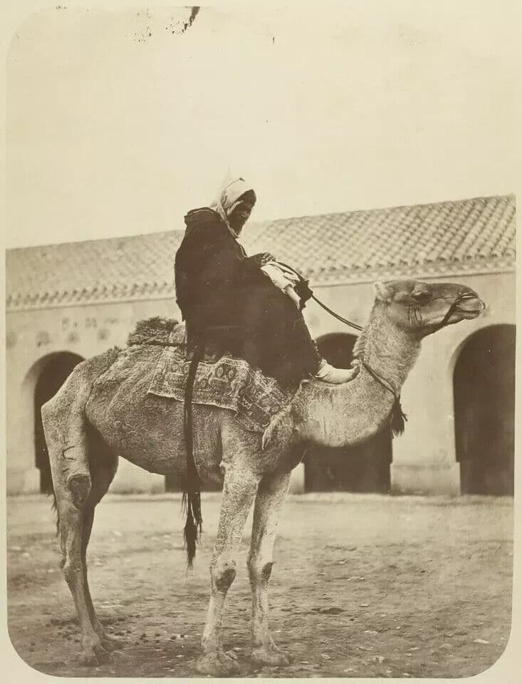 Vintage Photographs Mehari, Camel , Algérie Orient, Albumen c. 1880
