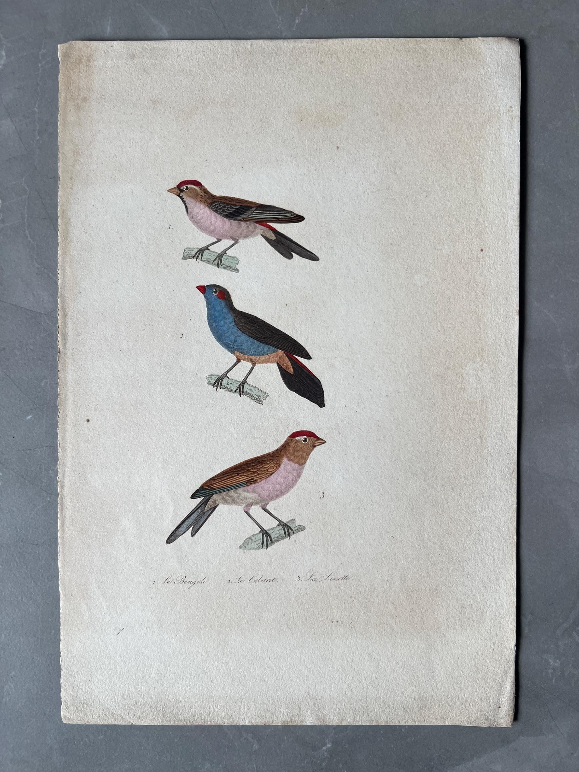 Antique Songbirds Illustration - Hand-Colored Ornithological Art