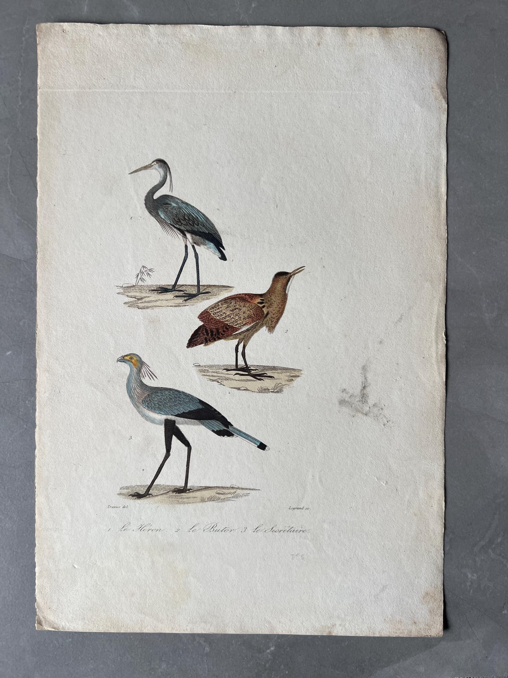 Vintage Heron and Secretary Bird Illustration, Antique Ornithology Print