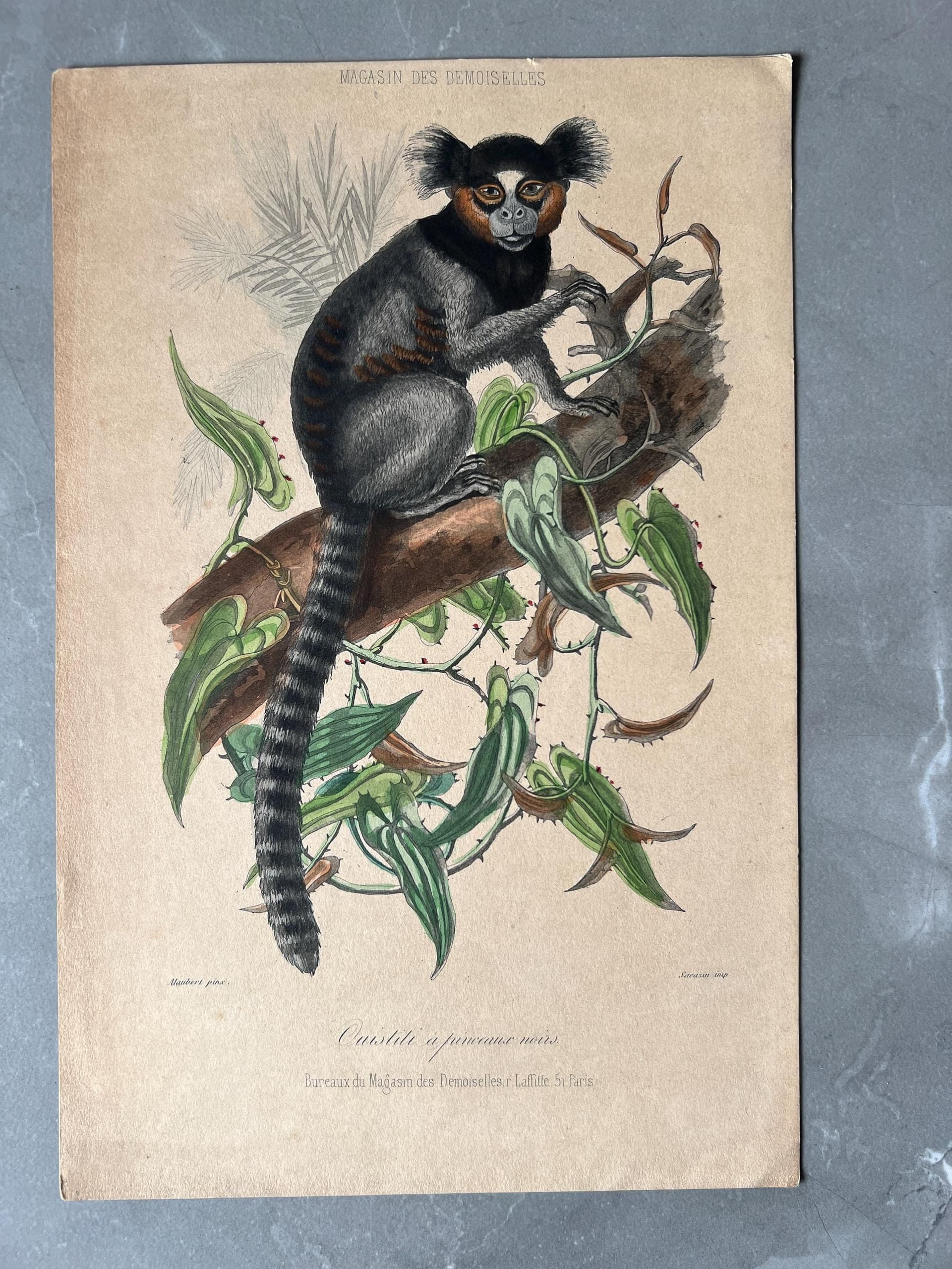 Antique Lemur Illustration, Cushtit and Ringtail Lemur Vintage Print