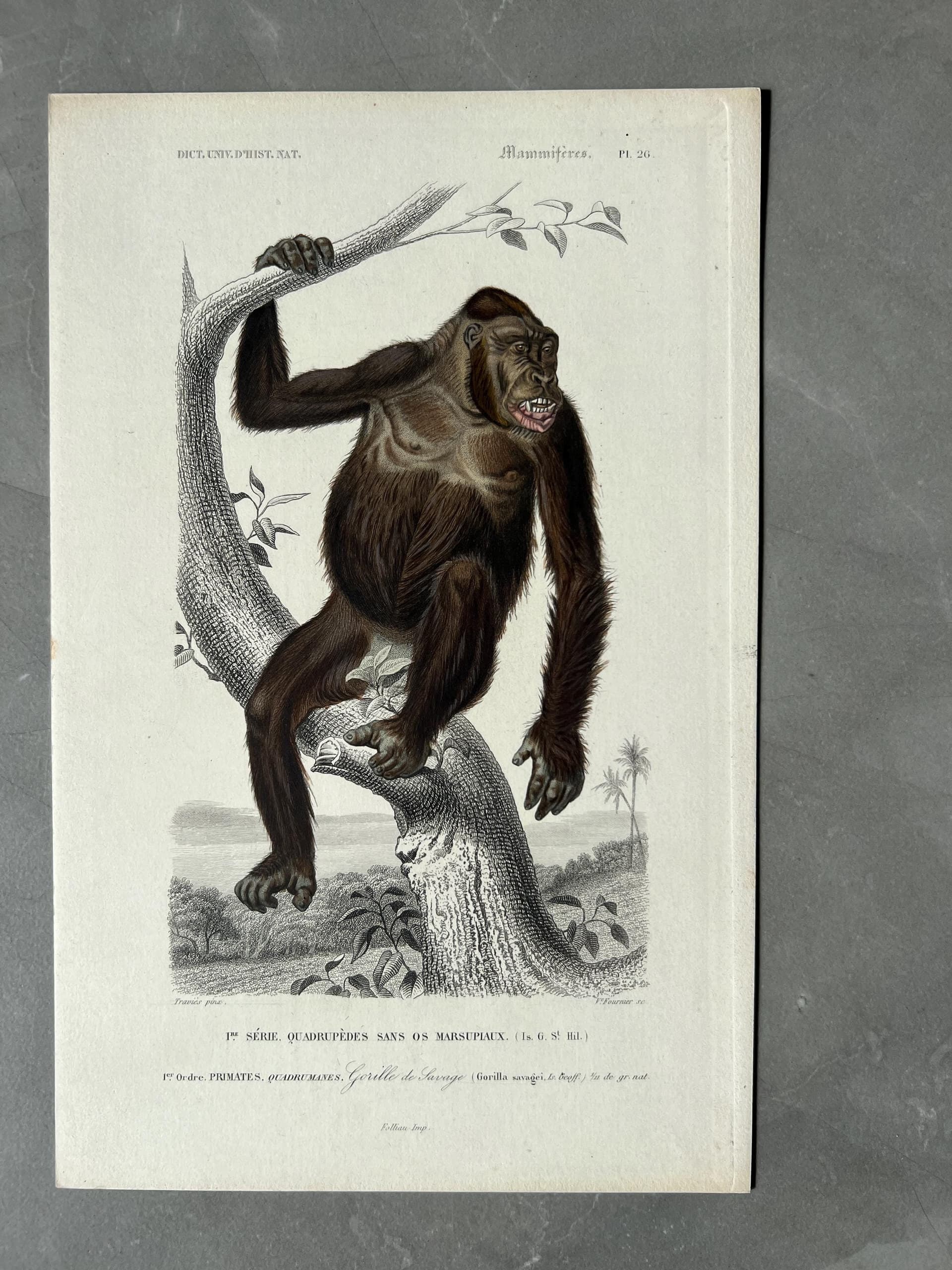 Antique Illustration of Gorilla by Edouard TRAVIES (1809-1869)