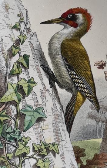 Vintage Ornithological Illustration by Edouard TRAVIES (1809-1869) Pic Vert image 3