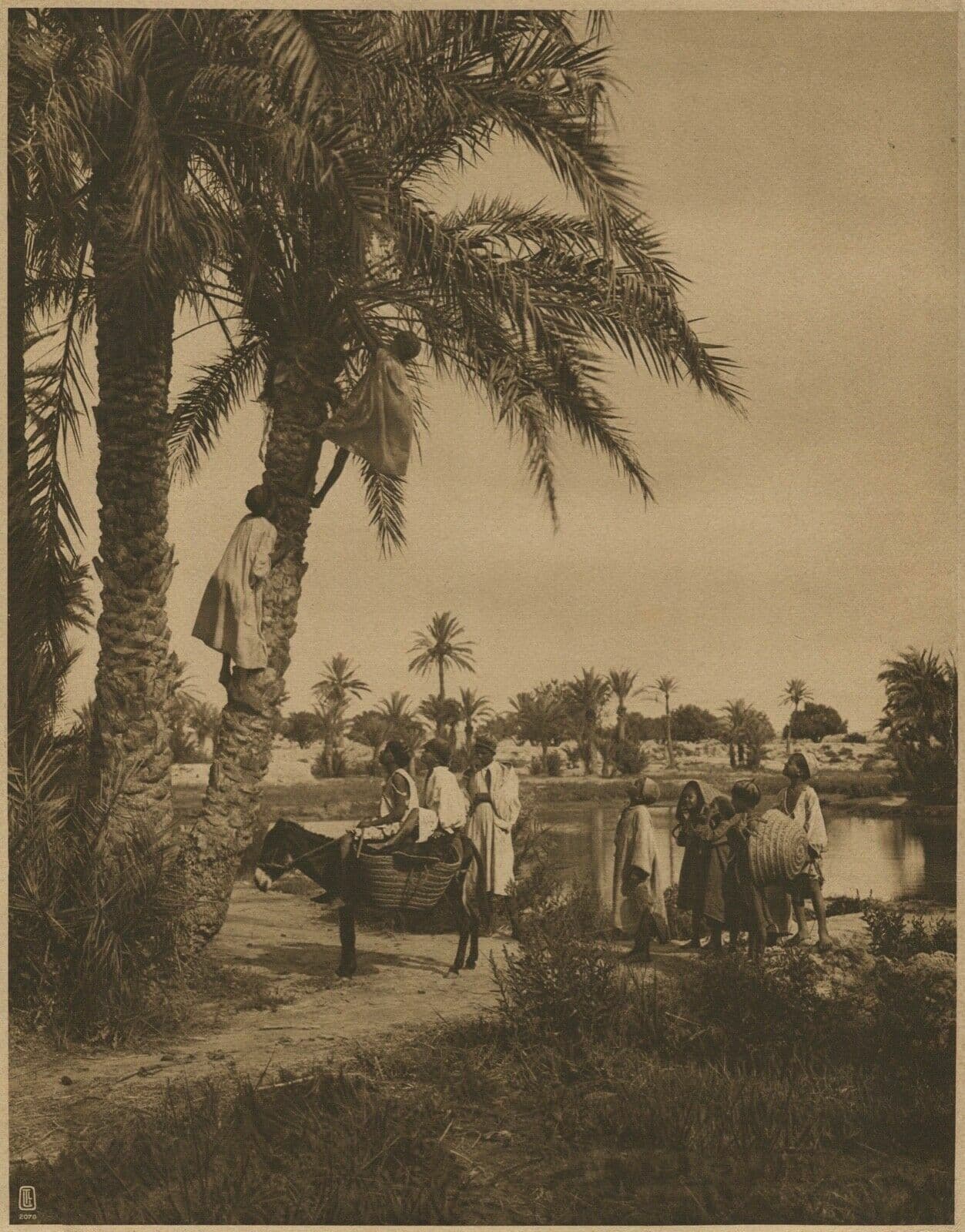 Photographs LEHNERT & LANDROCK - Heliogravure, Harvest Egypt, Oasis 1910