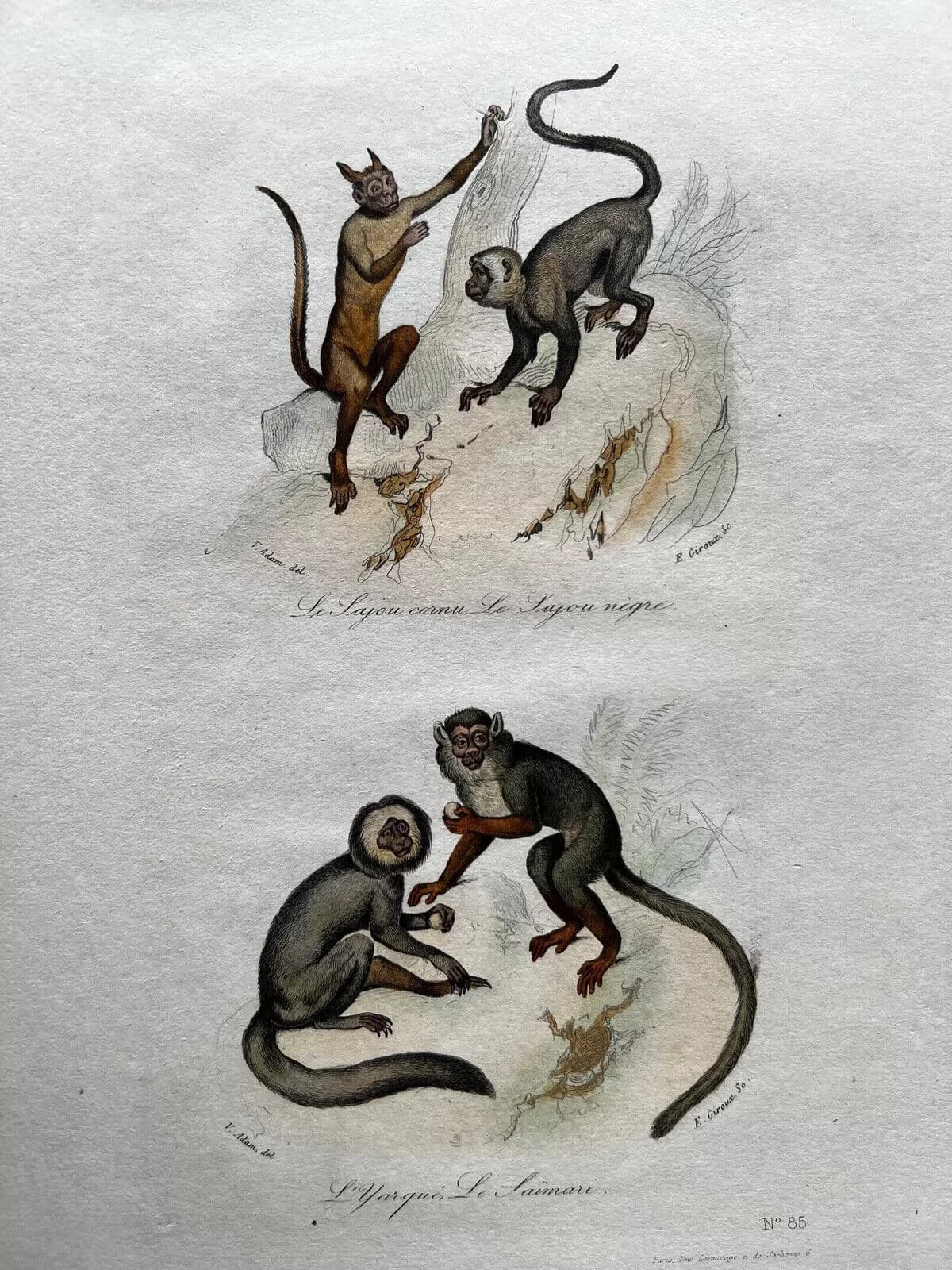 Antique Print Original Monkeys Playing 19th century image 2