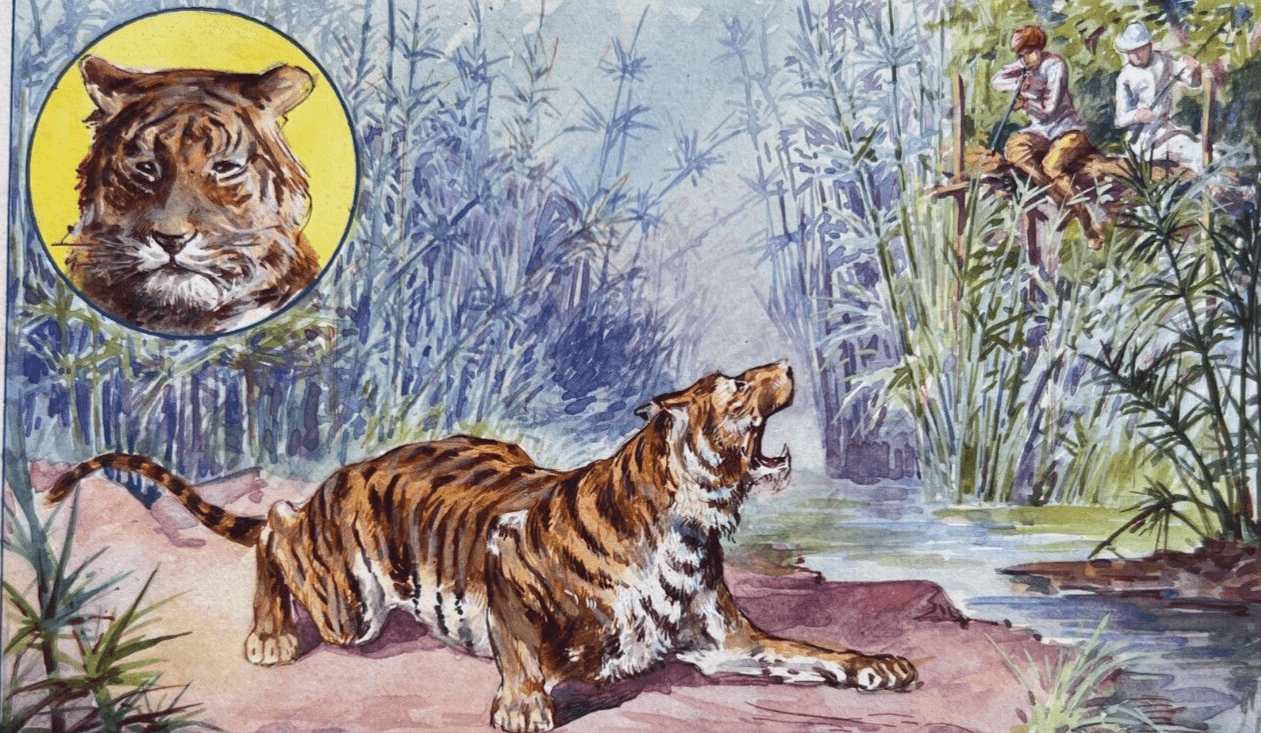 Drawing Illustration Tiger
