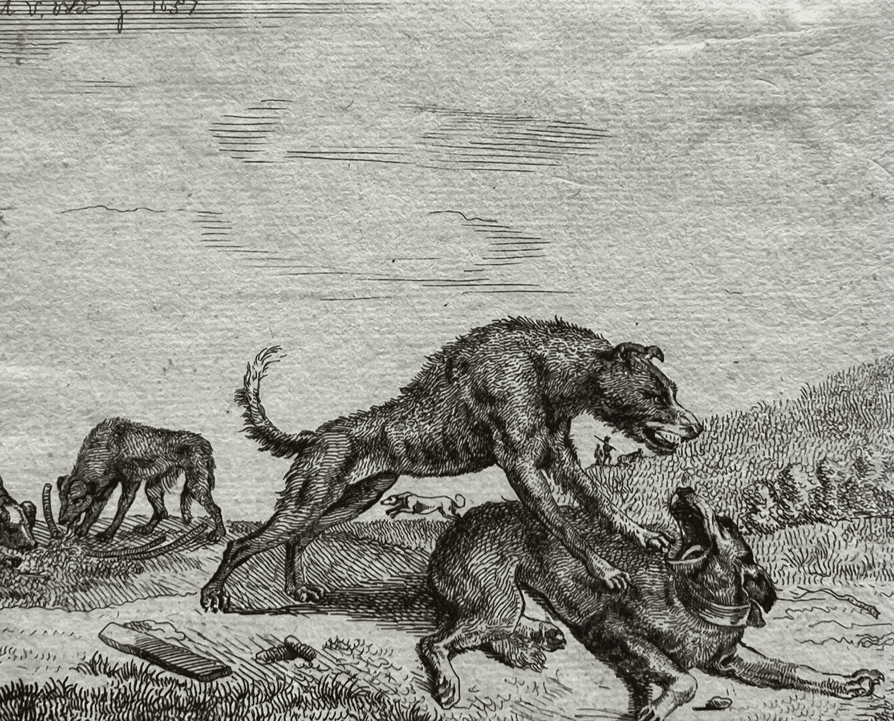 Antique Engraving Original Adriaen Van de Velde (1636-1672) Dogs Fighting