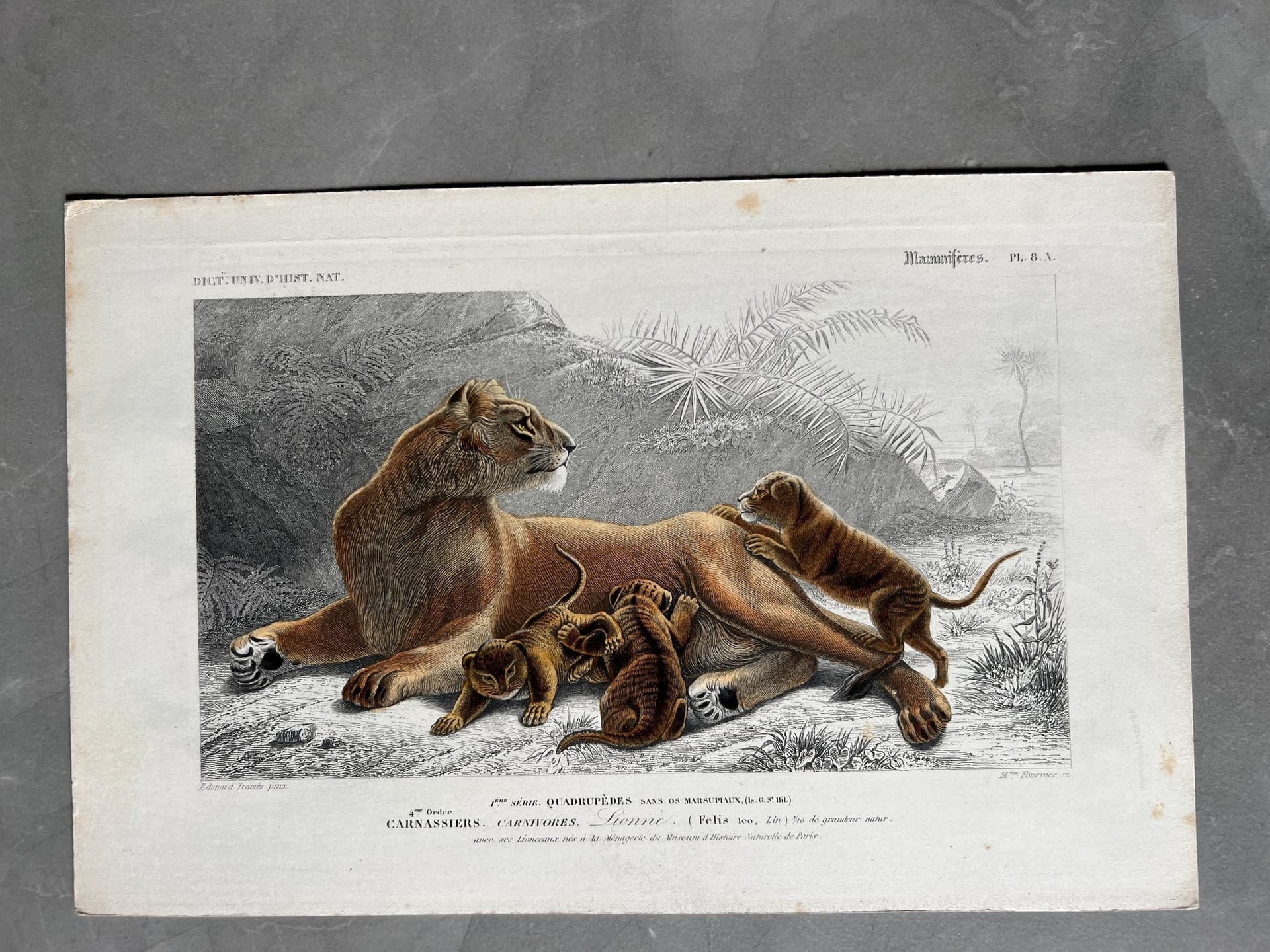 Vintage Lioness and Cubs - 19th Century Nature Print by Edouard TRAVIES