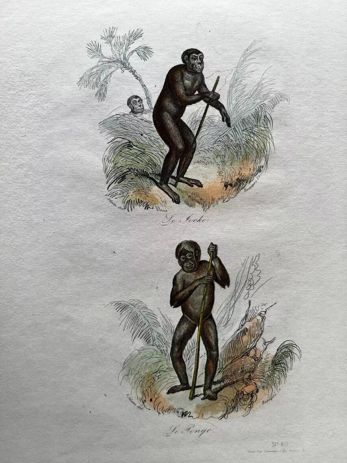 Antique Print Original Monkeys Playing 19th century image 5