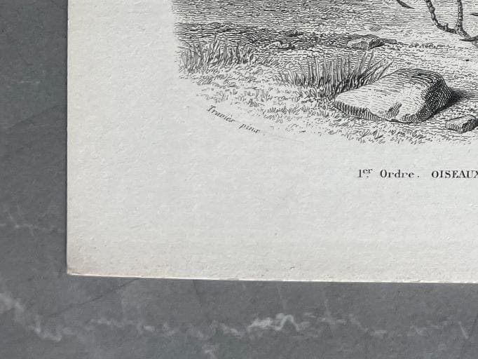 Antique Secretary Bird Illustration - Serpentarius Reptiliverus by Edouard image 8