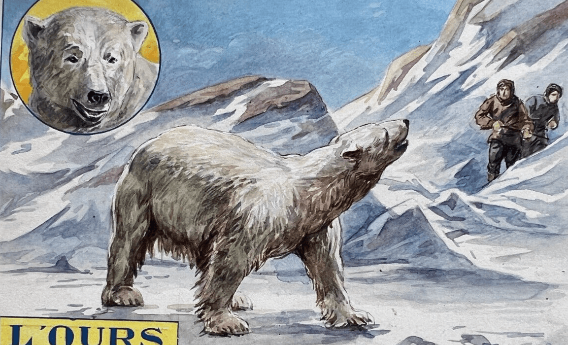 Drawing Illustration Polar Bear