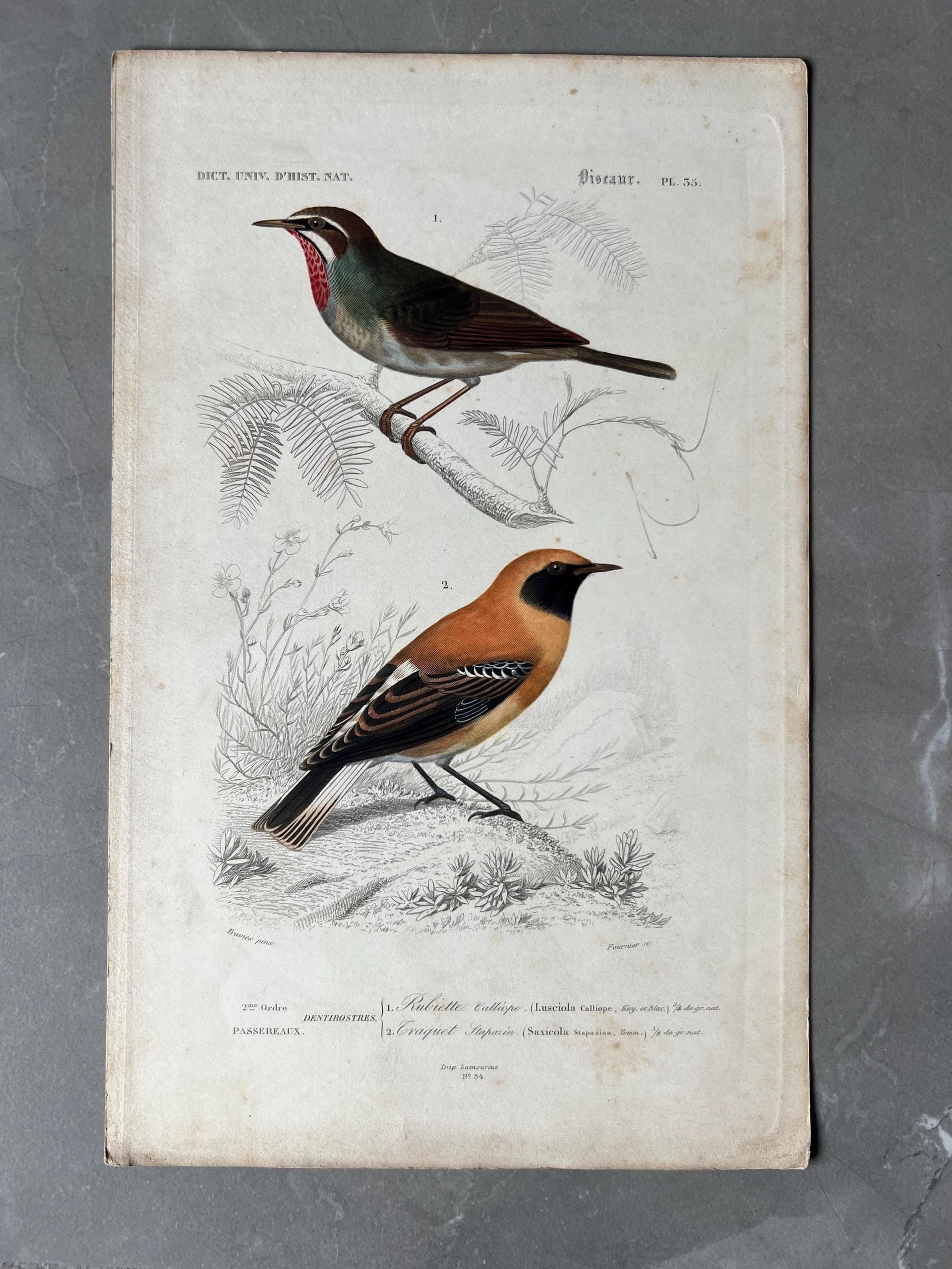 Vintage Hummingbird Illustration, Antique Ornithology Print