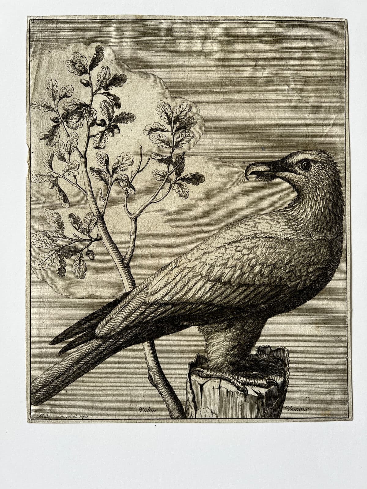 Antique Original Etching Nicolas Robert (1614-1685) Vautour, Bird image 2