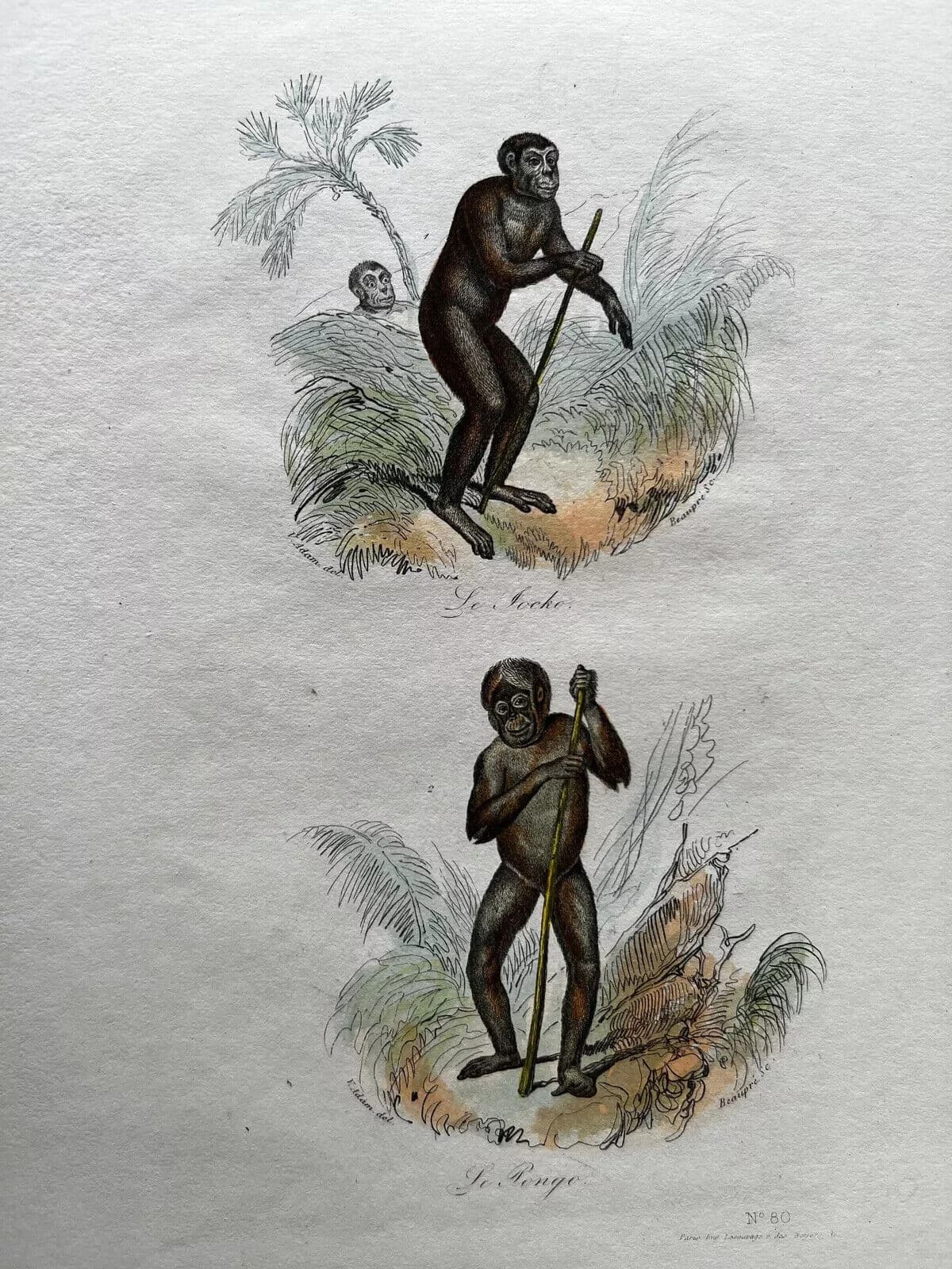 Antique Print Original Monkeys Playing 19th century