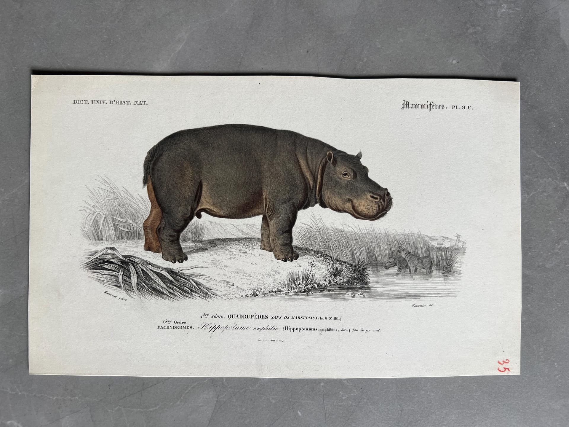 Antique Hippopotamus Illustration, Vintage Wildlife Print by Edouard TRAVIES