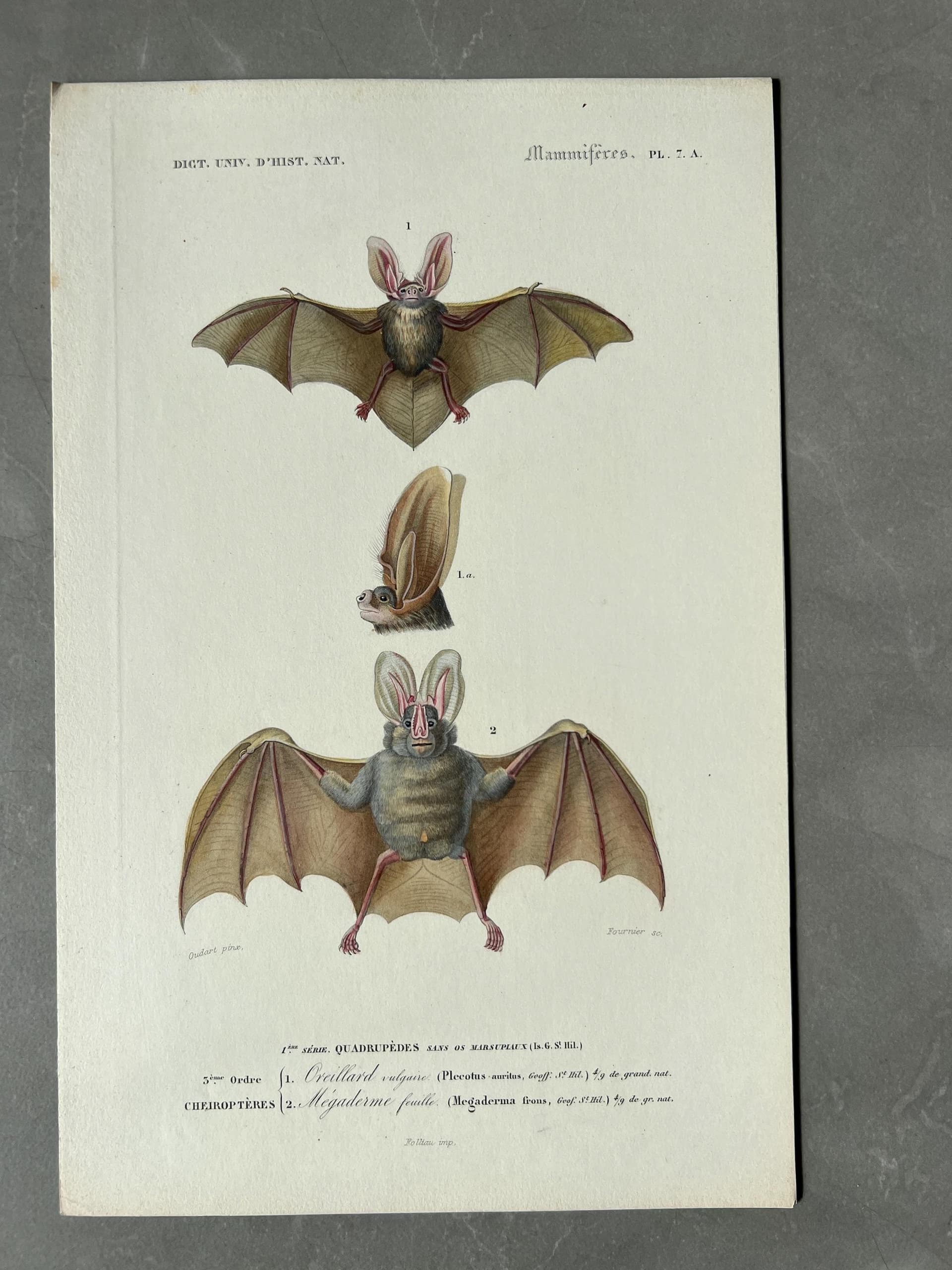 Antique Illustration of Bats (Chiroptera) by Edouard TRAVIES (1809-1869)